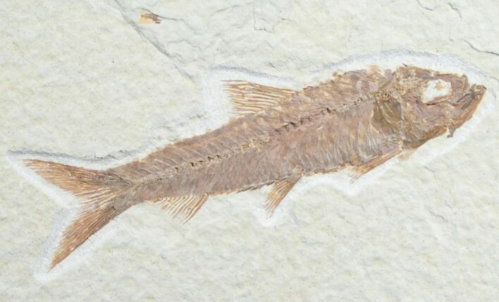 Knightia Fossil Fish - Wyoming #7549